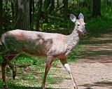 Deer On The Trail_00367
